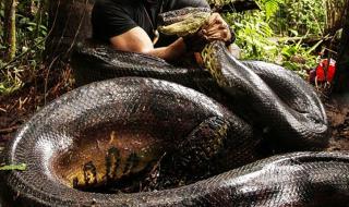 世界上十大最大的蛇