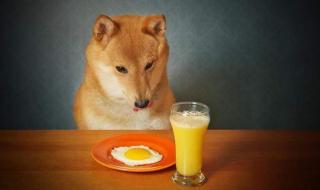 狗一天可以吃多少鸡蛋